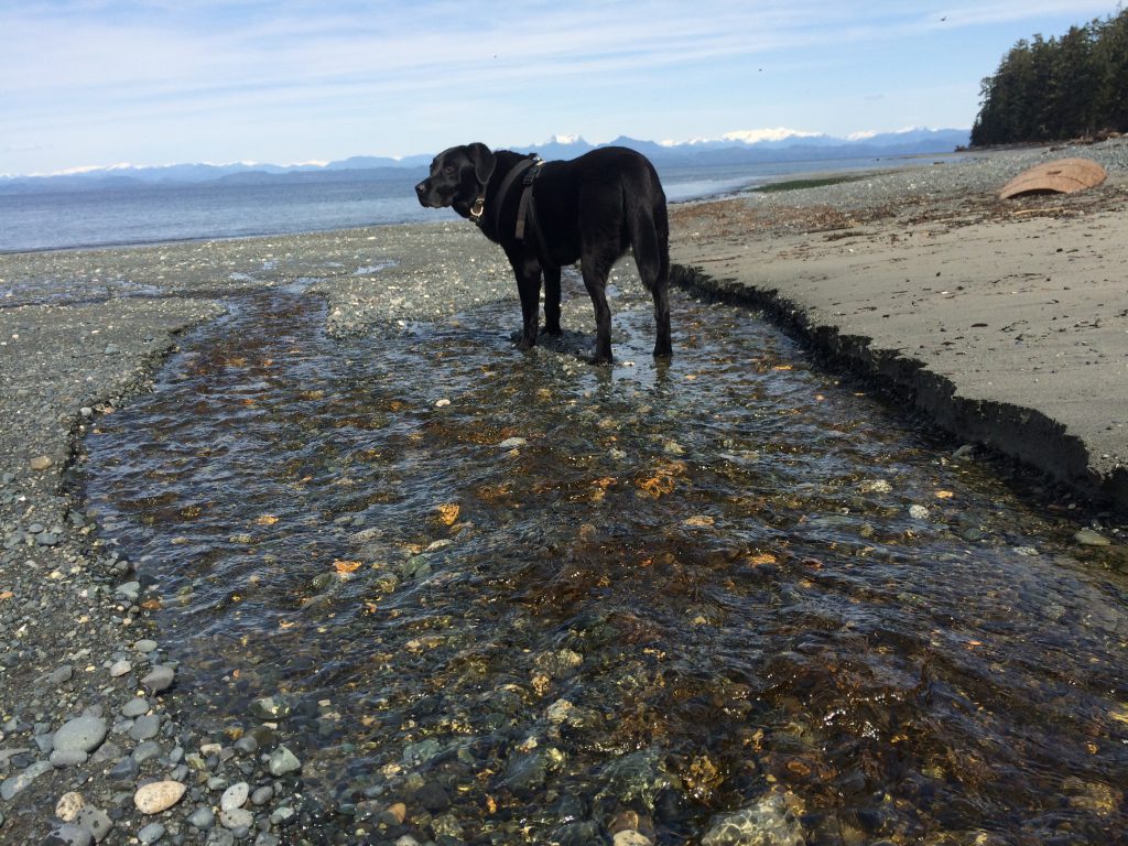 WD on beach